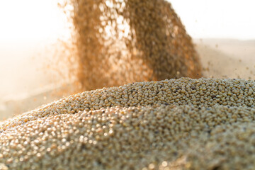 Combine transferring soybeans after harvest