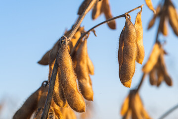 Close up of the soy bean plant