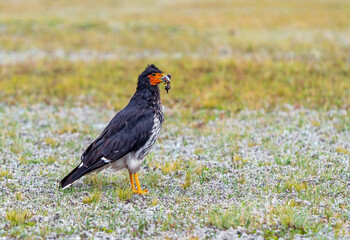 Carunculated Caracara (Phalcoboenus carunculatus) eating centipede, Cotopaxi national park , Quito, Ecuador.