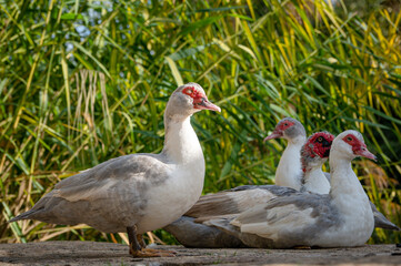 Muscovy ducks