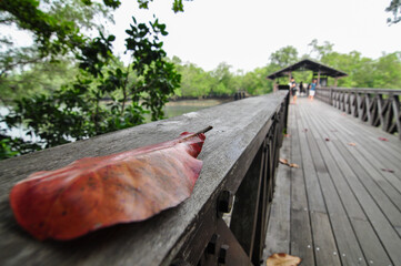 Sungei Buloh Wetland Reserve in Singapore