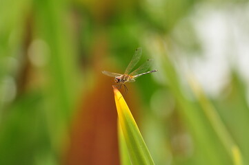 dragonfly on a leaf
