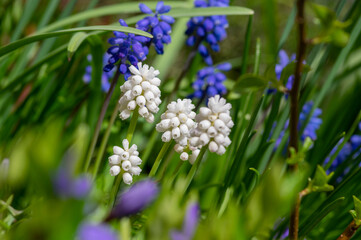 Muscari aucheri grape hyacinth white magic album in bloom, ornamental cultivated flowering springtime bulbous plant