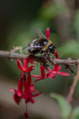 Bees in the garden