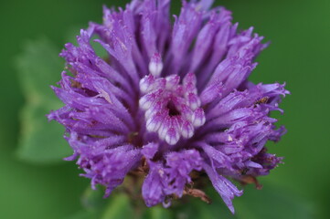 Blooming purple flower