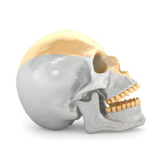 Skull profile with gold and silver materials. Art concept. 3D rendering.