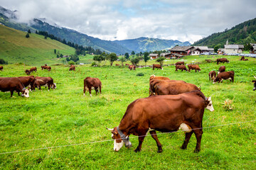 Naklejka premium Cows in a mountain field. La Clusaz, France