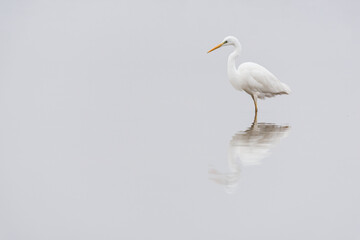 A great egret standing in the water in a lake