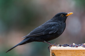 A male blackbird on a bird table