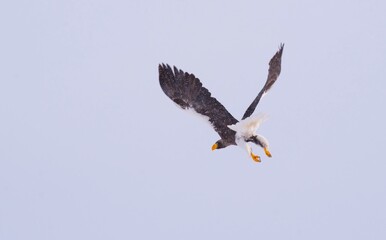 Haliaeetus Pelagicus Kamchatka