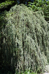Weeping blue Atlas cedar (Cedrus atlantica 'Glauca Pendula')