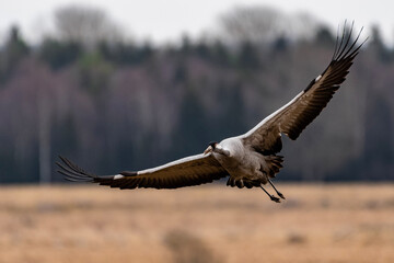 vulture in flight