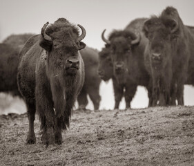 buffalo in the field