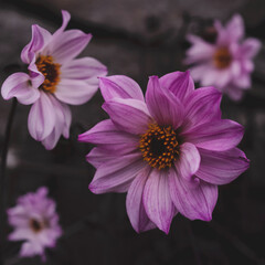 Obraz premium pink flower