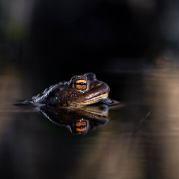 frog in water