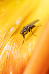 fly on leaf