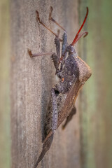 A Giant Leaf-footed bug (Acanthocephala declivis) stands still for a pose. Tracy City, TN.