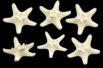 Fototapeta na wymiar set, starfish isolated from background