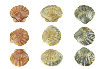 set seashell sea, shell, conch, on white background	