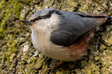 Obraz premium spotted woodpecker