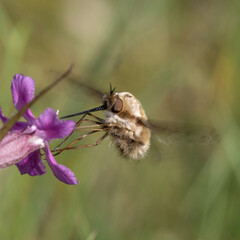 bee on a flower