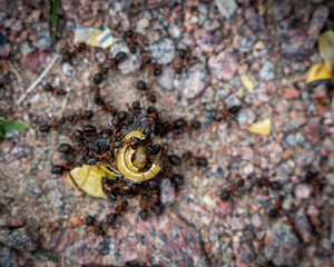 spider on the ground