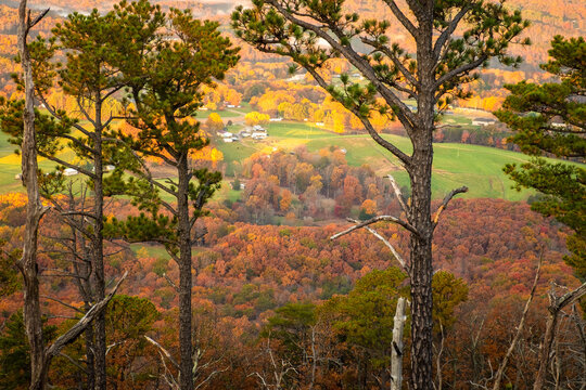 Autumn view through the pines from Little Pinnacle at Pilot Mountain State Park in Pinnacle, NC.