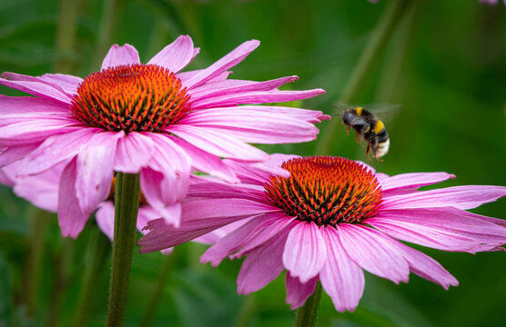Echinacea, sl&auml;ktet solhattar, kallas &auml;ven f&ouml;r rudbeckia. 
