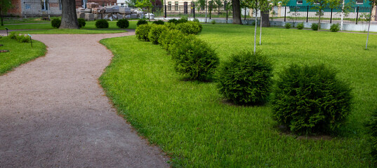 A row of thuja trees spherical thuja Danica shrubs in the city park.