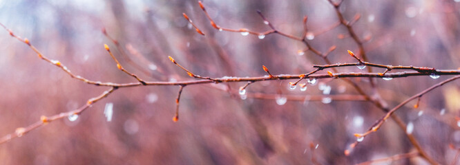 Raindrops on a bare branch in the spring during the melting snow