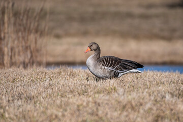 goose on the beach