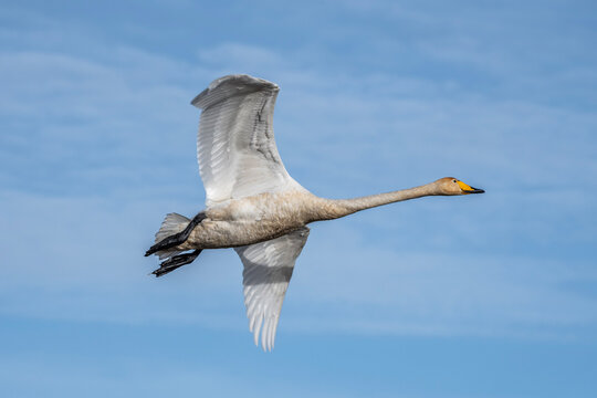 seagull in flight