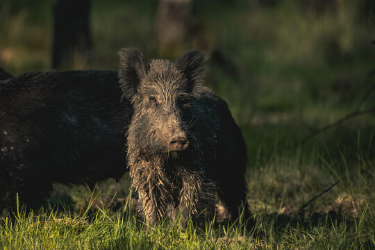 wild boar in the woods