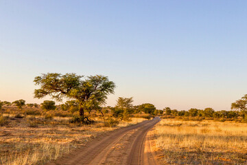 Dirt Road in the Kgalagadi