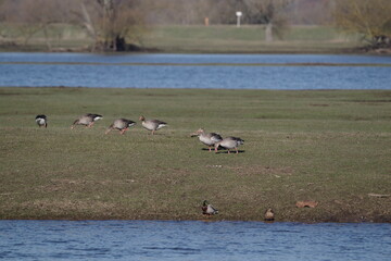 wild geese on the bank of the river - 481224491