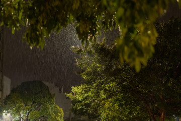 Fototapeta premium rain and tree