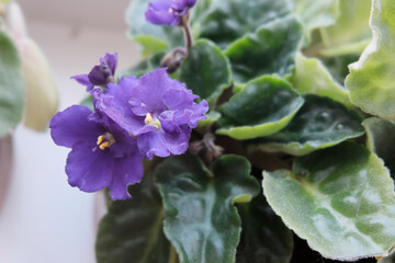 Purple violets, large flowers. The concept of growing, caring for plants. Botanical Garden