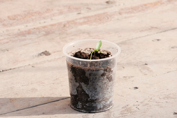 Green sprout in a glass. Spring planting in the soil. Gardening concept