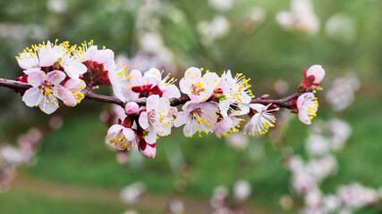 Apricot branch with delicate pink flowers. Apricot blossoms