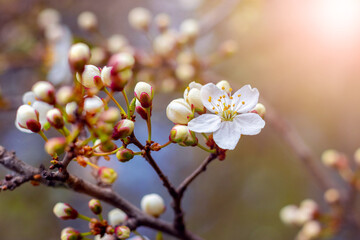 Cherry plum branch with flowers and buds, cherry plum blossoms