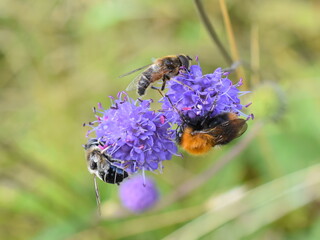 Scabious plant attracting different insects pollinating flower