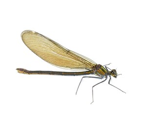 The beautiful demoiselle Calopteryx virgo European damselfly female on white background