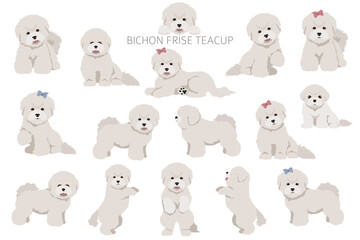 Bichon frise Teacup clipart. Different coat colors and poses set - obrazy, fototapety, plakaty