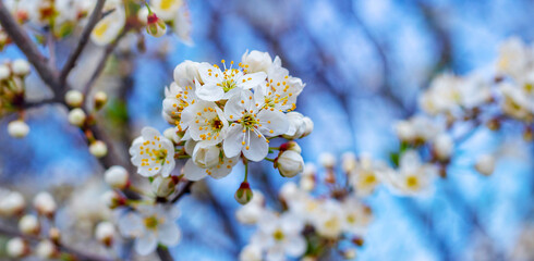 Cherry plum branch with flowers and buds, cherry plum blossoms
