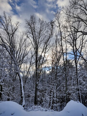 winter landscape with trees