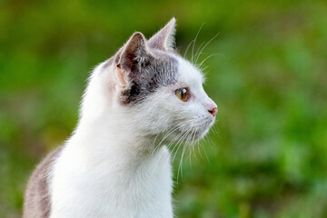 Naklejka na ściany i meble Portrait of a white cat in profile in the garden on a blurred background