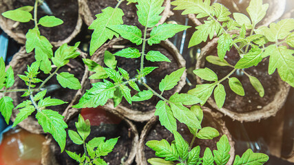 View from above on tomato seedling growing in pots from fertile soil. Vegetables seeds beginnings growth at spring time.
