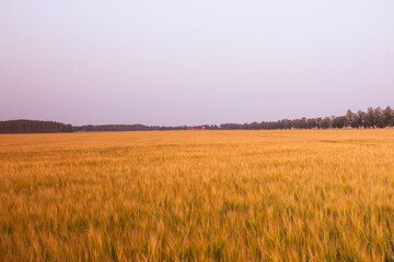 Golden wheat field on the background of warm summer sun and blue sky with white clouds. trees leaves to the horizon. Beautiful summer landscape.