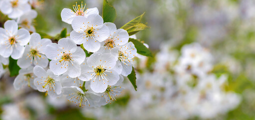 Cherry blossoms. White cherry flowers with dew drops on blurred background