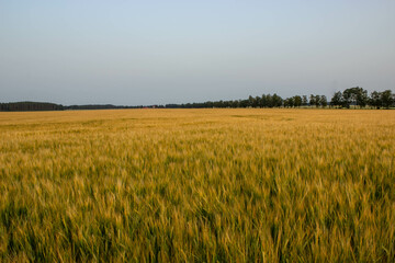 Golden wheat field on the background of warm summer sun and blue sky with white clouds. trees leaves to the horizon. Beautiful summer landscape.